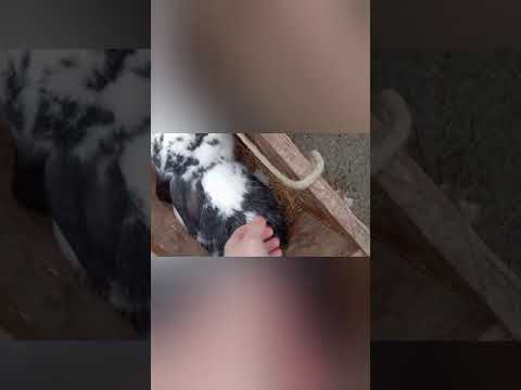 Видео: случка крольчихи, малыши выросли!!