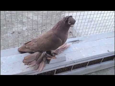 Видео: Узбекские голуби Pigeons الحمام Tauben  merpati کبوتر 鴿子 ハトkaʙūtar güvercinler porumbei 26/02/24