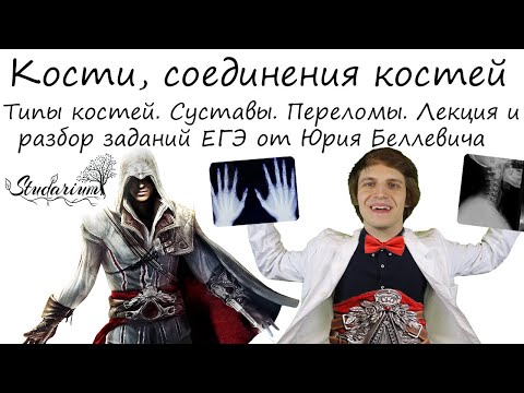 Видео: Типы костей, соединения костей. Суставы. Вывихи, переломы. Лекция и разбор заданий от Юрия Беллевича