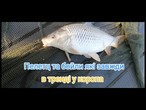 Видео: Карпова риболовля.Фруктові та рибні корма, рецепт. Риболовля та відпочинок з родиною у Володимировці