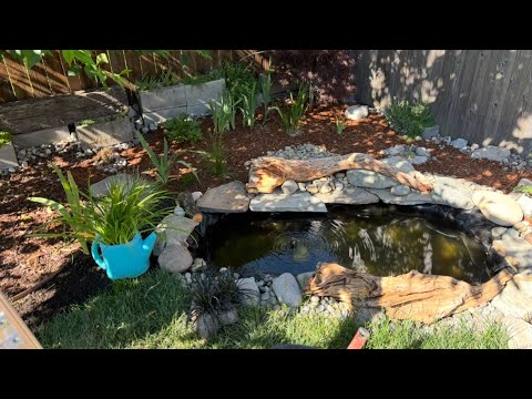 Видео: 153-158 день года. Пруд взбунтовался. Я — держусь. Лето продолжается