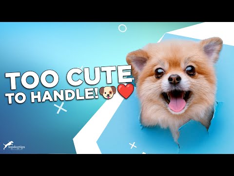 Видео: Почему моя собака такая милая??? Научное объяснение!