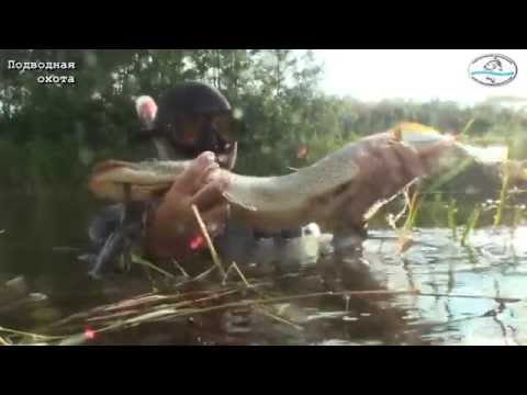 Видео: Подводная охота  Астана 11. 08. 15.