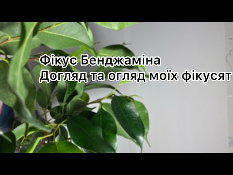 Видео: ФІКУС БЕНДЖАМІНА | ДОГЛЯД ФІКУСА В ДОМАШНІХ УМОВАХ