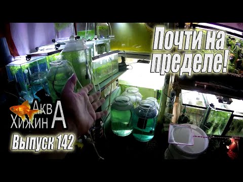 Видео: Массовое переселение малька часть 1 (Аква Хижина, выпуск 142)