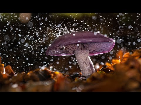 Видео: Позднеосенние грибы: колпак кольчатый, рядовка фиолетовая, говорушка дымчатая. Михаил Вишневский