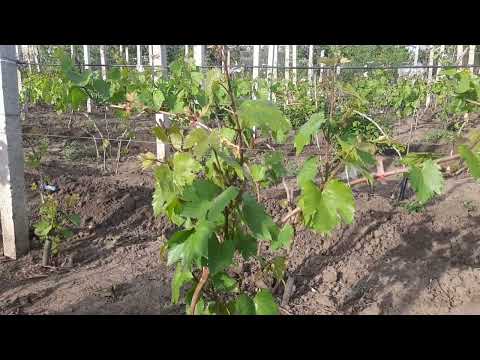 Видео: Так на какой же год виноград начинает плодоносить.