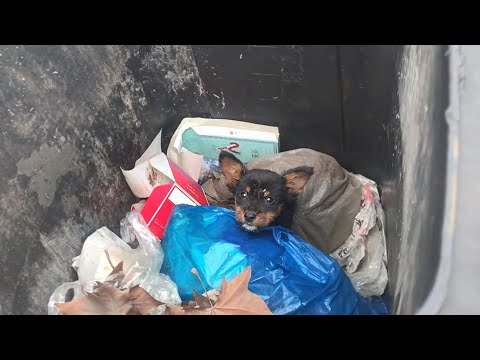 Видео: Под толстым слоем мусора похоронен и плачет отчаявшийся щенок...