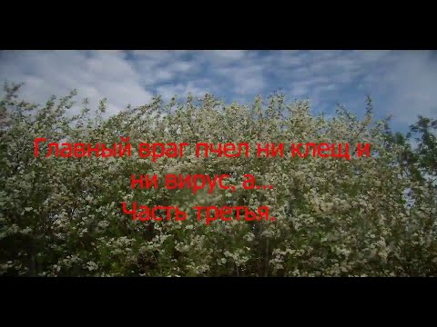 Видео: Главный ВРАГ пчел ни клещ и ни вирус, а ... Часть третья.