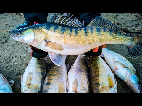 Видео: ЭТИ РАТЛИНЫ РАЗРЫВАЮТ СУДАКОВ / Ловля судака на ратлины  зимой / Зимняя рыбалка 2021