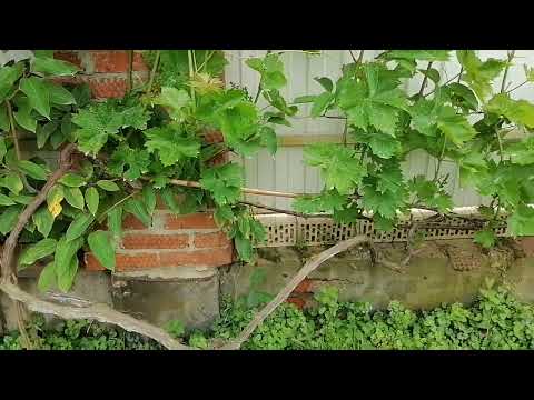 Видео: Как часто нужно поливать виноград?