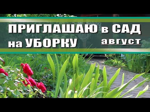 Видео: Навожу порядок в цветнике / уборка сада в августе /прополка цветников