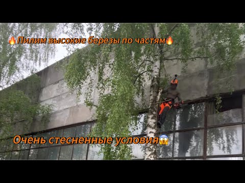Видео: Арбористика‼️Удаление по частям трех высоких берез🌳, растущих в плотную к строению и забору