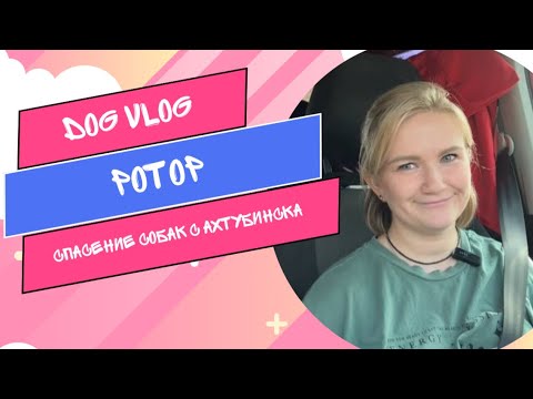 Видео: DOG VLOG: Болеем за Ротор. Спасаем собак с Ахтубинска.