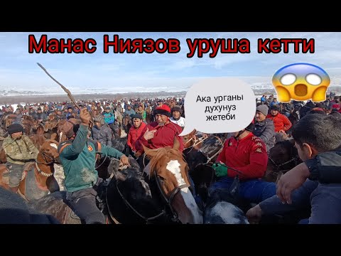 Видео: Улак аябай кызыды Манас Ниязов кызытты 🤤✅👍😍🔥🇰🇬🦁