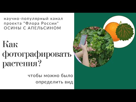 Видео: Как фотографировать растения?
