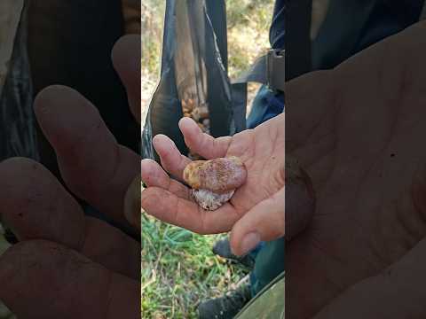 Видео: Осенние грибы в Талдыкоргане 30.08.25