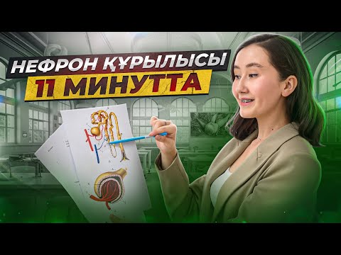Видео: Нефрон құрылысы 11 минутта |ҰБТ 2024 | ЕНТ биология