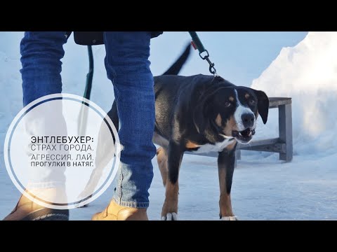 Видео: Догтренинг 728. Энтлебухер: страх города, агрессия, лай, прогулки в натяг.