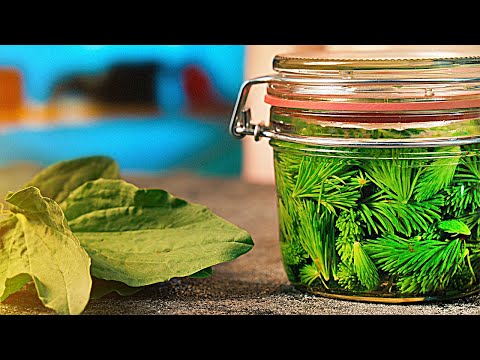Видео: МЫ СДЕЛАЛИ ЛЕКАРСТВО ИЗ РАСТЕНИЙ!