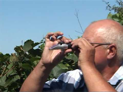 Видео: Винная ягода в нашем саду