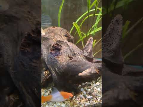 Видео: Да поговорим малко за живородките.Видове хелери