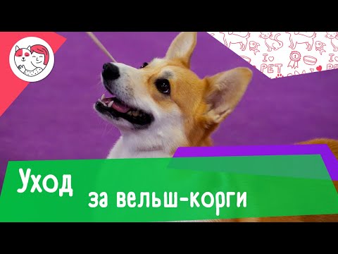 Видео: 5 особенностей ухода за вельш-корги