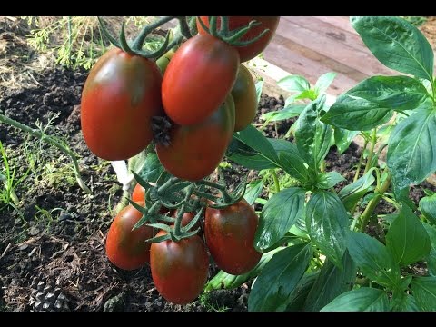 Видео: Помидоры де Барао черный. Часть 2. Загородная жизнь.