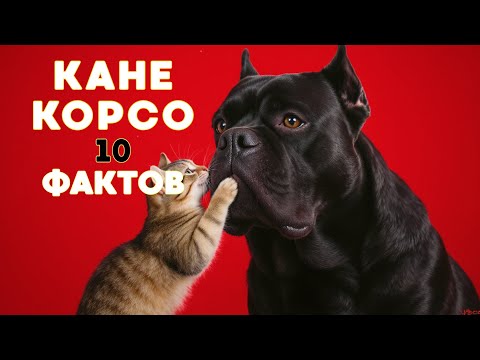 Видео: 10 ФАКТОВ о КАНЕ КОРСО. Что скрывает самая грозная собака в мире? 