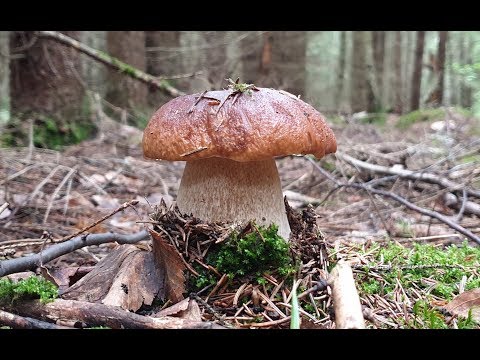 Видео: ПОЛНЫЙ ЛЕС  БЕЛЫХ ГРИБОВ !!! ГРИБЫ КАК В СКАЗКЕ !!! Грибы 2019 !