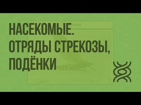 Видео: Насекомые. Отряды Стрекозы, Подёнки. Видеоурок по биологии 7 класс