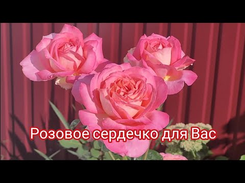 Видео: Розы, как напоминание о лете🌹👍🍁