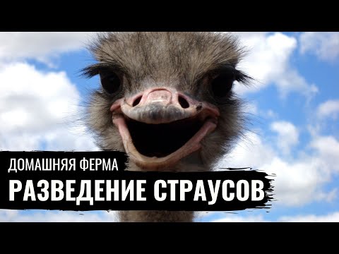 Видео: СТРАУСЫ \ Разведение страусов \ Страусиная ферма \ Домашняя ферма