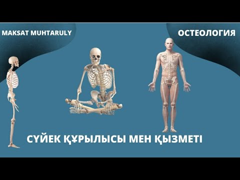 Видео: Сүйектердің құрылысы, қызметі және жіктелуі. Остеология.