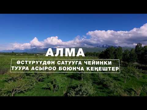 Видео: Алманы туура өстүрүү жана сактоо