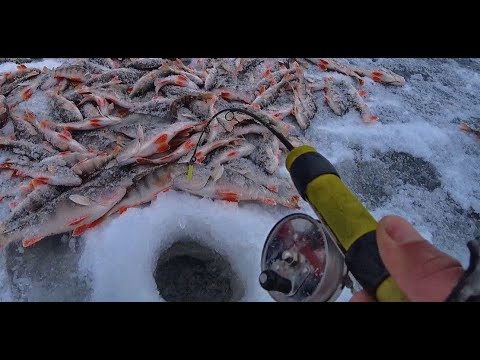 Видео: ОПУСТИЛ ПОД КОРЯГУ)) МЕШОК РЫБЫ С ЛУНКИ !!!Первый лед 2021, ЭТО НЕ ЯКУТИЯ 3! Крупный окунь.