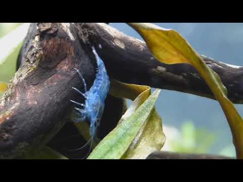 Видео: Синие и голубые аквариумные КРЕВЕТКИ.  НЕОКАРИДИНЫ.  1 часть