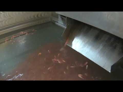 Видео: Как мы креветку добывали...... Серия третья. Окончание.