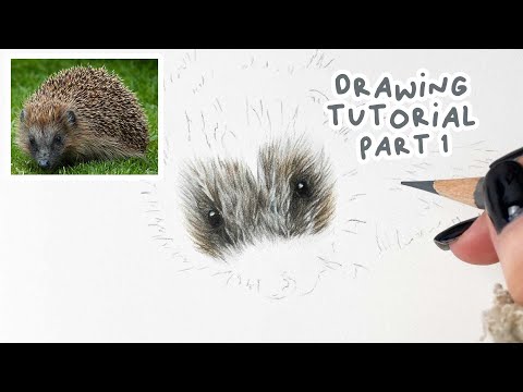 Видео: Как нарисовать реалистичного ёжика | Урок рисования ёжика цветными карандашами. Часть 1