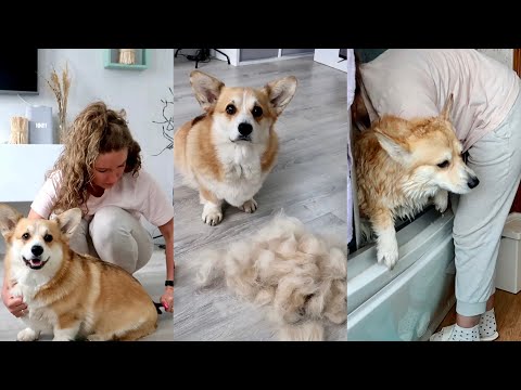 Видео: КУПАЮ ДВУХ КОРГИ 🫧много шерсти смеха и собак 😂Миссия выполнена ✅