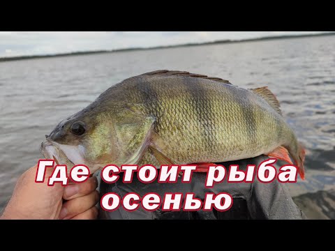 Видео: ГДЕ СТОИТ РЫБА ОСЕНЬЮ! Рыбалка на щуку в дали от берега.