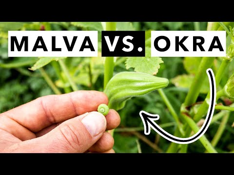 Видео: Собирательство мальвы обыкновенной против бамии