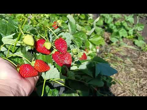 Видео: Чим підживляти полуничку восени 