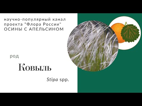 Видео: Ковыль: редкий и необычный