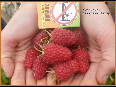 Видео: МАРАСТАР - поздний сорт ремонтантной малины.