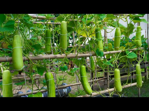 Видео: Раскрываем секрет выращивания тыквы дома для высокой урожайности, очень полезной для здоровья