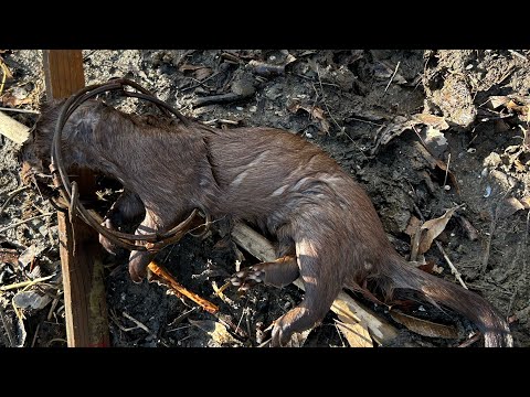 Видео: Серия «Отлов бобрового пруда в Айове» (мы поймали норку)