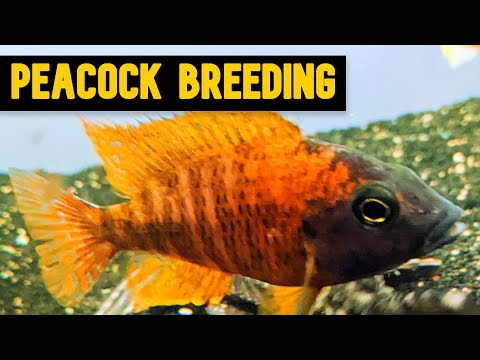 Видео: Цихлиды-павлины: советы и рекомендации для успешного разведения