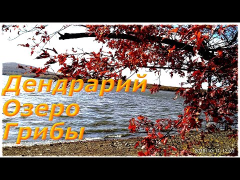 Видео: Дендрарий ГТС, Раковское водохранилище,Могильные сосны и море грибов !