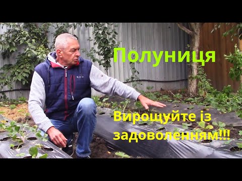 Видео: Грядка полуниці: компактно, чисто, урожайно/Strawberry patch: compact, clean, productive#strawberry